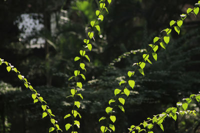 Close-up of fern growing on tree
