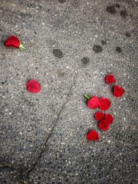 Close-up of red roses