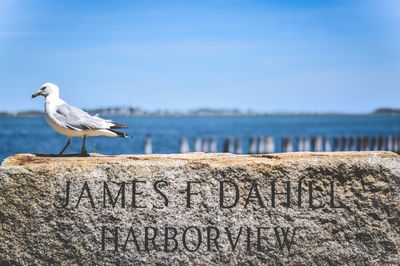 Seagull perching on sign by sea