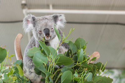 koala