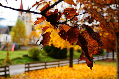 Close-up of autumn leaf on tree