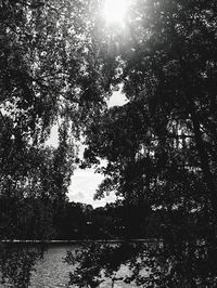 Scenic view of lake in forest against sky