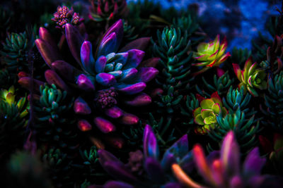 Close-up of purple flowering plants
