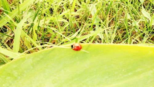 Surface level of grass