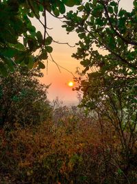 Plants growing on tree against sky during sunset