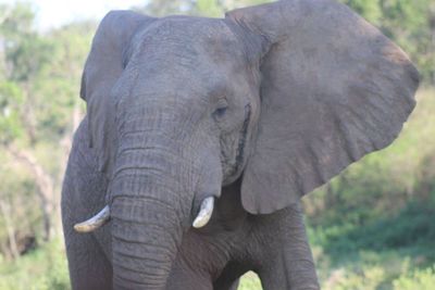 Close-up of elephant