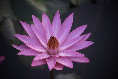 Close-up of insect on pink flower