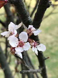 Close-up of white flowers blooming on tree