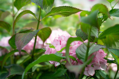 Close-up of pink flowering plant