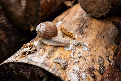 Close-up of snail on wood