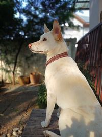 Side view of a dog looking away