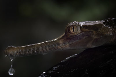 Sightings of the crocodile sapit or sinyulong