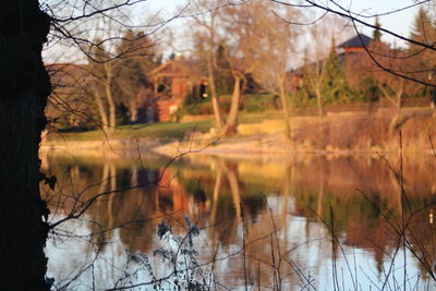 Reflection of bare trees in lake