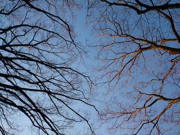 Low angle view of bare trees against sky