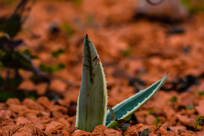 Close up of aloe-vera plant