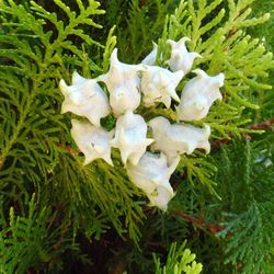 Close-up of flowers blooming outdoors