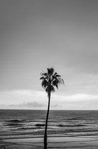 Palm tree by sea against sky