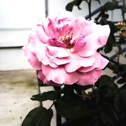 Close-up of pink flowers