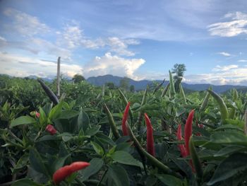 Close-up of fresh plants on field against sky