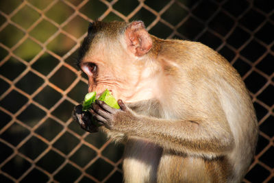 Close-up of monkey in cage