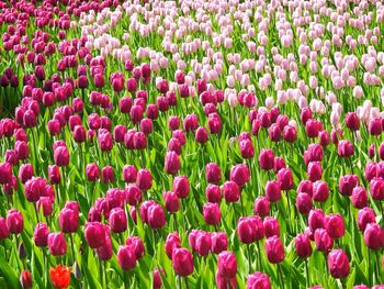 Full frame shot of multi colored tulips blooming on field