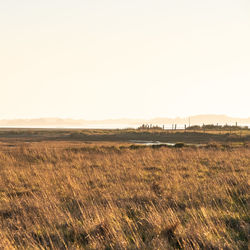 Scenic view of field against clear sky