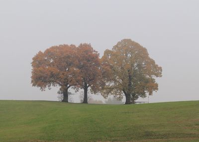 Trees on field against clear sky