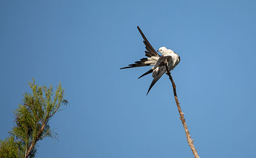 Swallow-tailed kite perches high in a tree and preens his feathers in the corkscrew swamp sanctuary