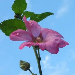 Low angle view of pink flowers blooming against clear sky