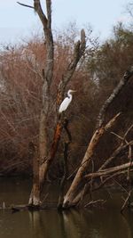 Bird flying over lake against bare trees