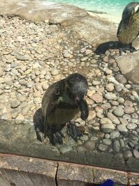 High angle view of duck in water