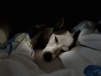 Dog sleeping on bed