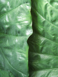 Full frame shot of green leaves