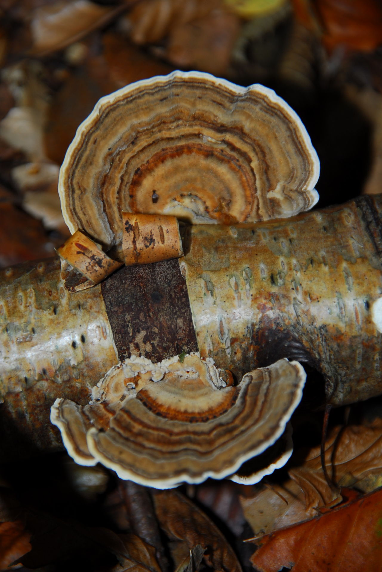 Woodland mushroom