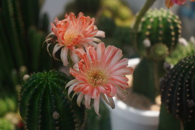 Close-up of pink flowering plant