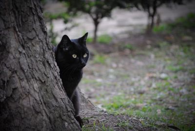 Portrait of cat