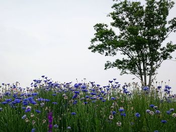 Close-up of purple flowers blooming in field