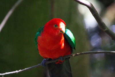 Close-up of parrot perching on branch