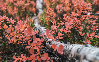 Close-up of maple leaves on plant during autumn