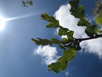 Low angle view of plant against sky on sunny day