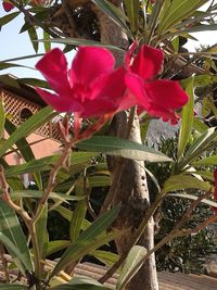 Close-up of red flowers blooming outdoors