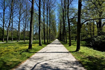 Footpath amidst trees in forest