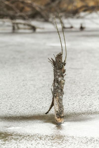 Close-up of dead plant in lake