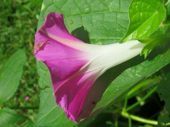Close-up of pink rose leaf