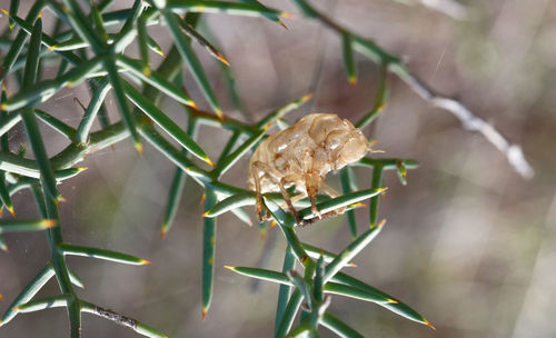 Close-up of insect on leaf