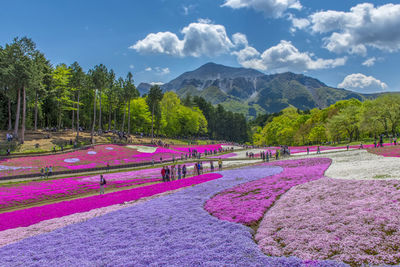 Scenic view of pink and mountains against sky