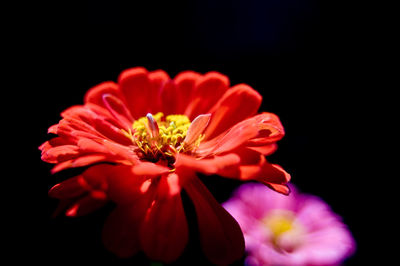 Close-up of flower blooming against black background