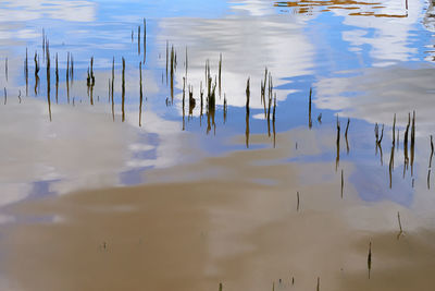 High angle view of plants in lake