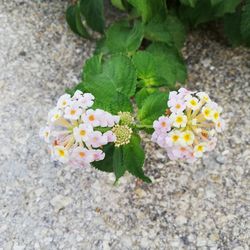 High angle view of flowering plant
