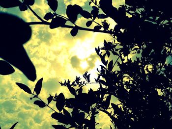 Low angle view of plants against sky at sunset